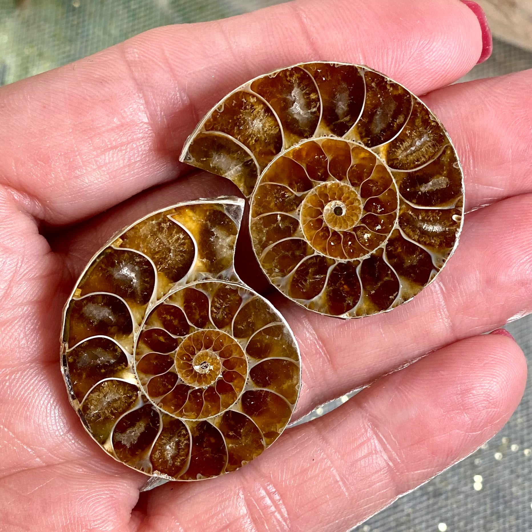 Ammonite Shells Set- CBTS