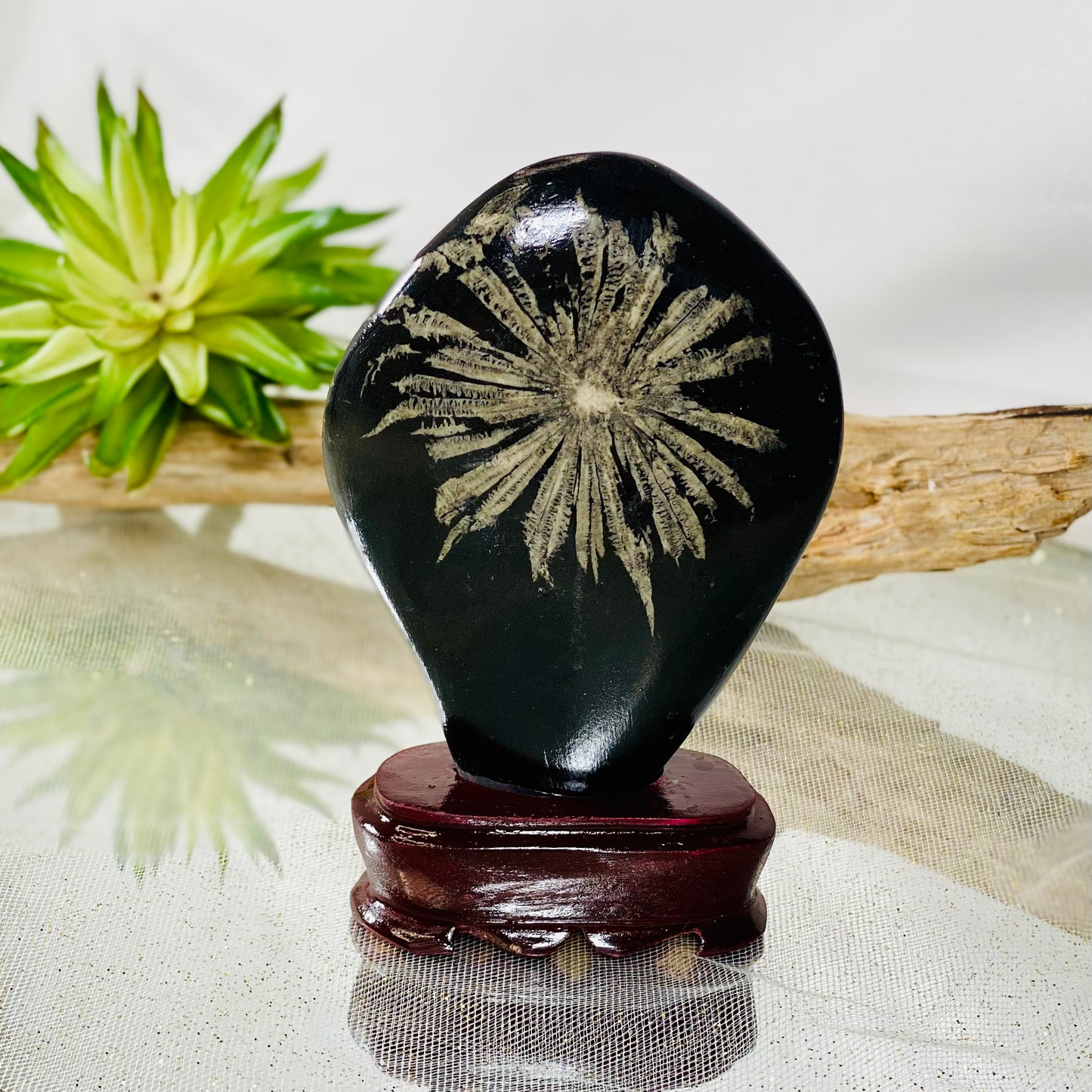 Chrysanthemum Stone on Wooden Stand for Grounding and Transformation