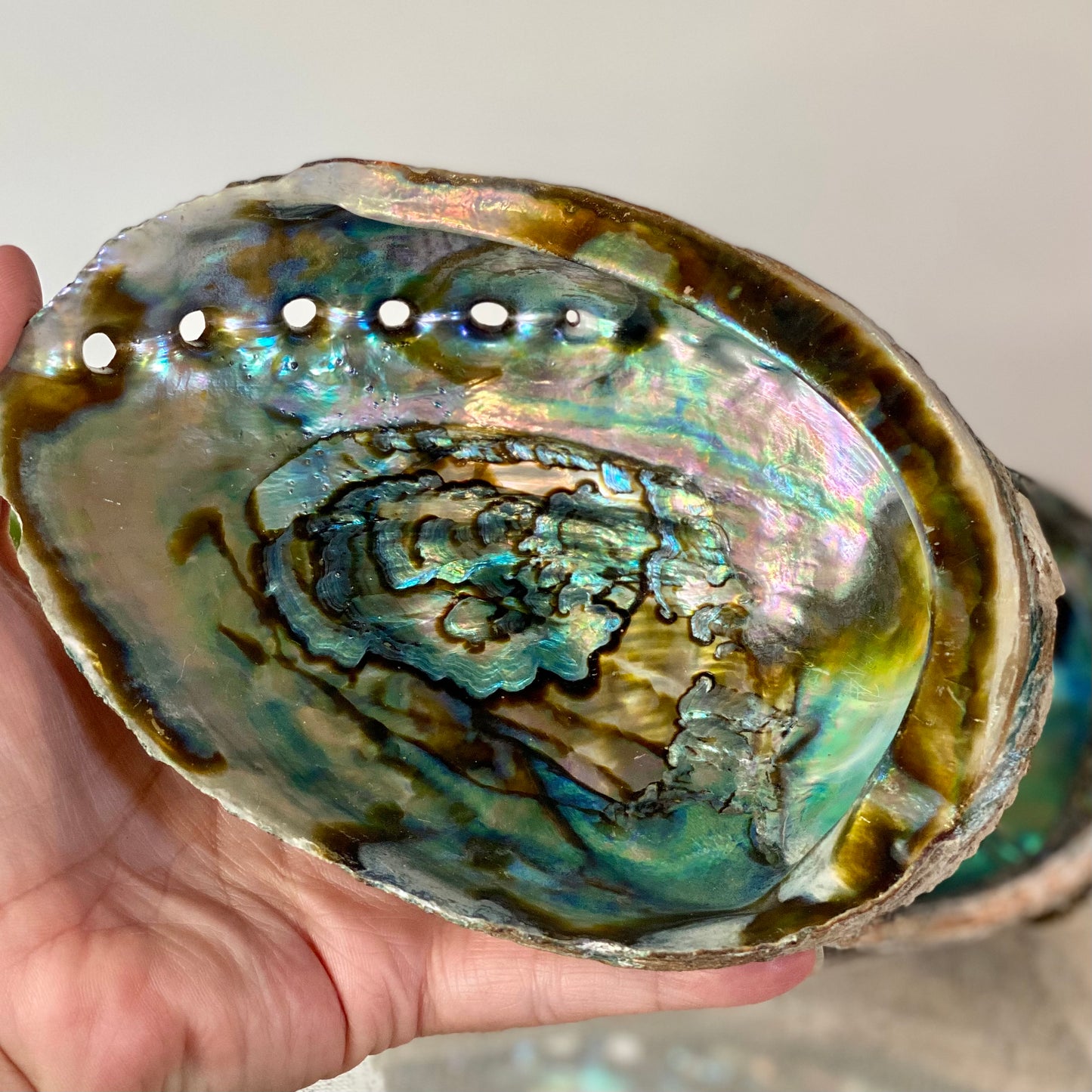 Abalone Shells -CBTS