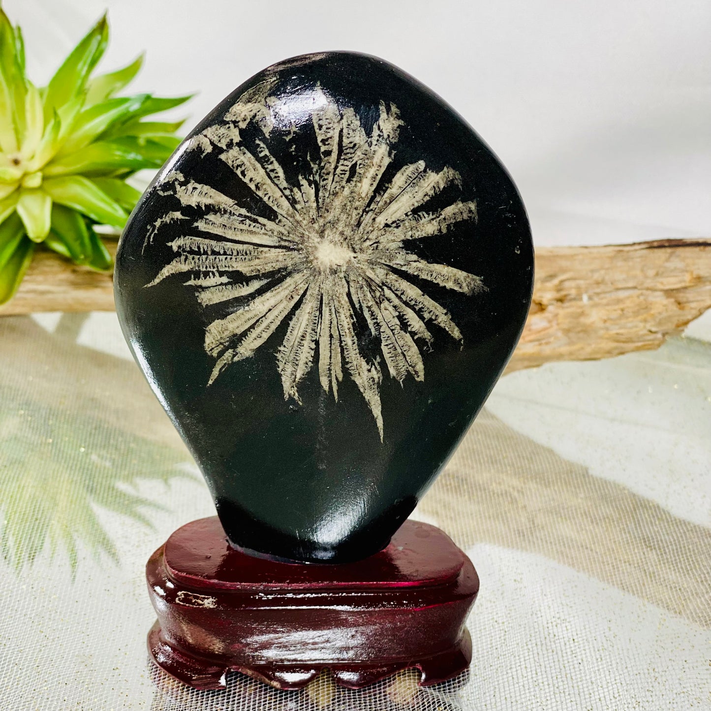 Chrysanthemum Stone on Wooden Stand for Grounding and Transformation