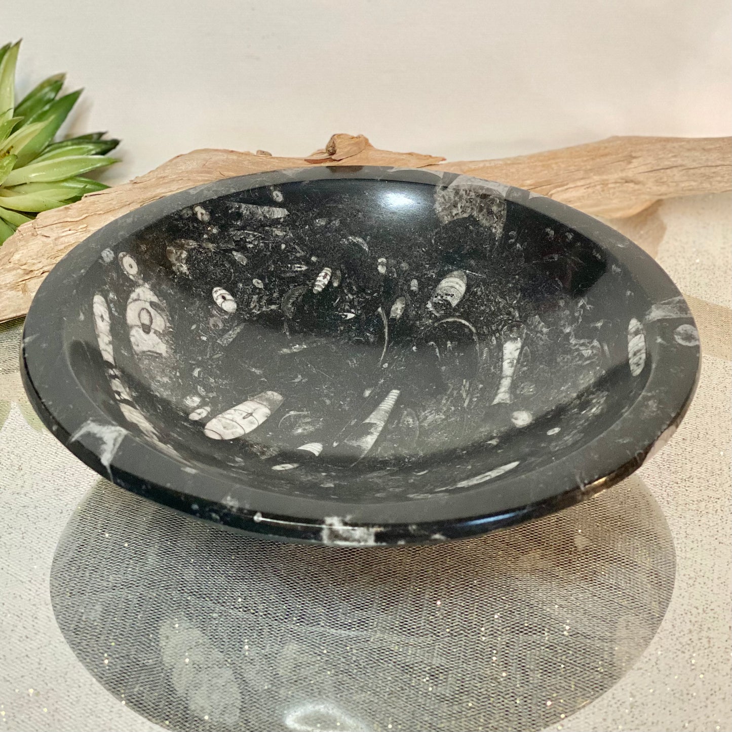 8" Fossil Bowl: Prehistoric Elegance for Home Decor or Your Alter