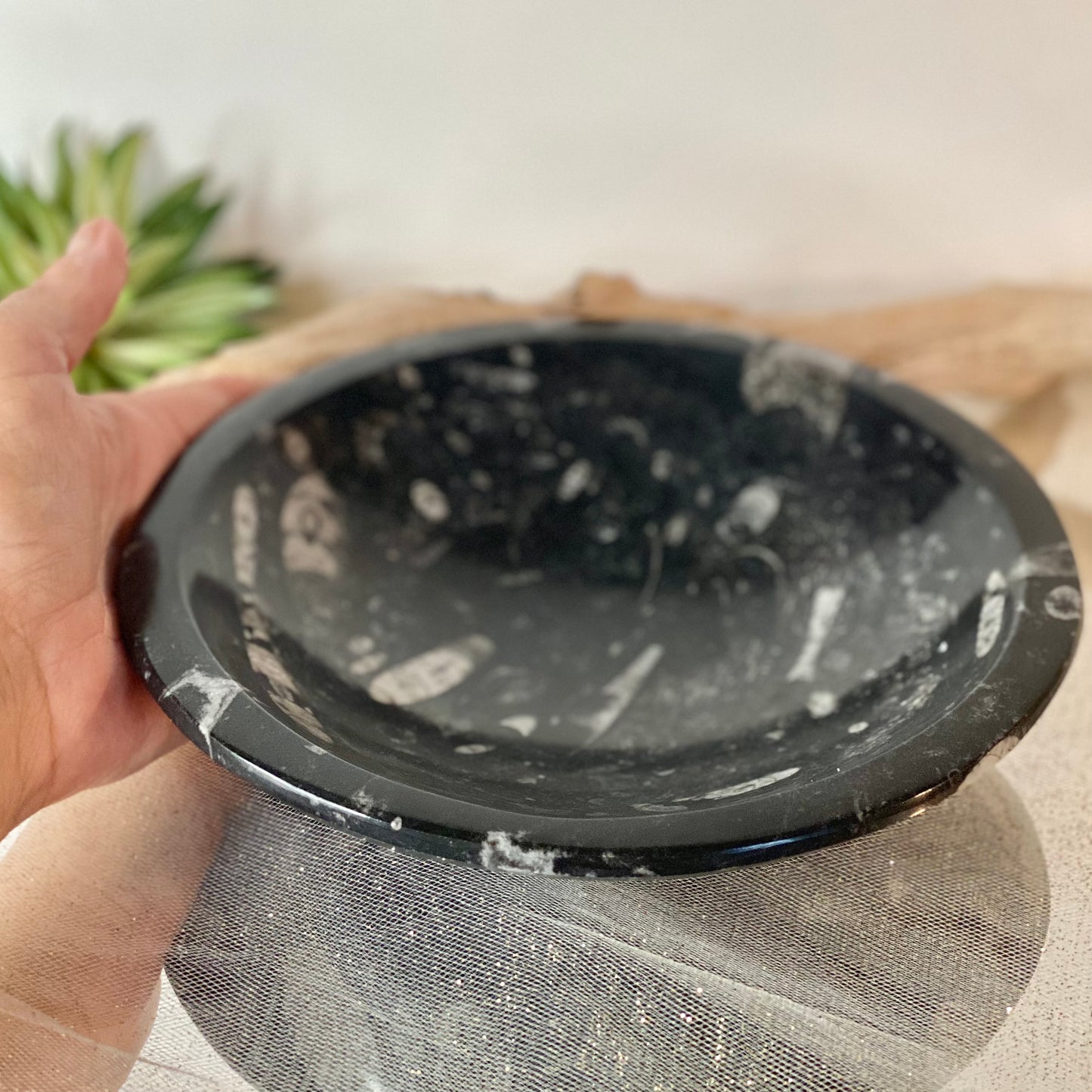 8" Fossil Bowl: Prehistoric Elegance for Home Decor or Your Alter