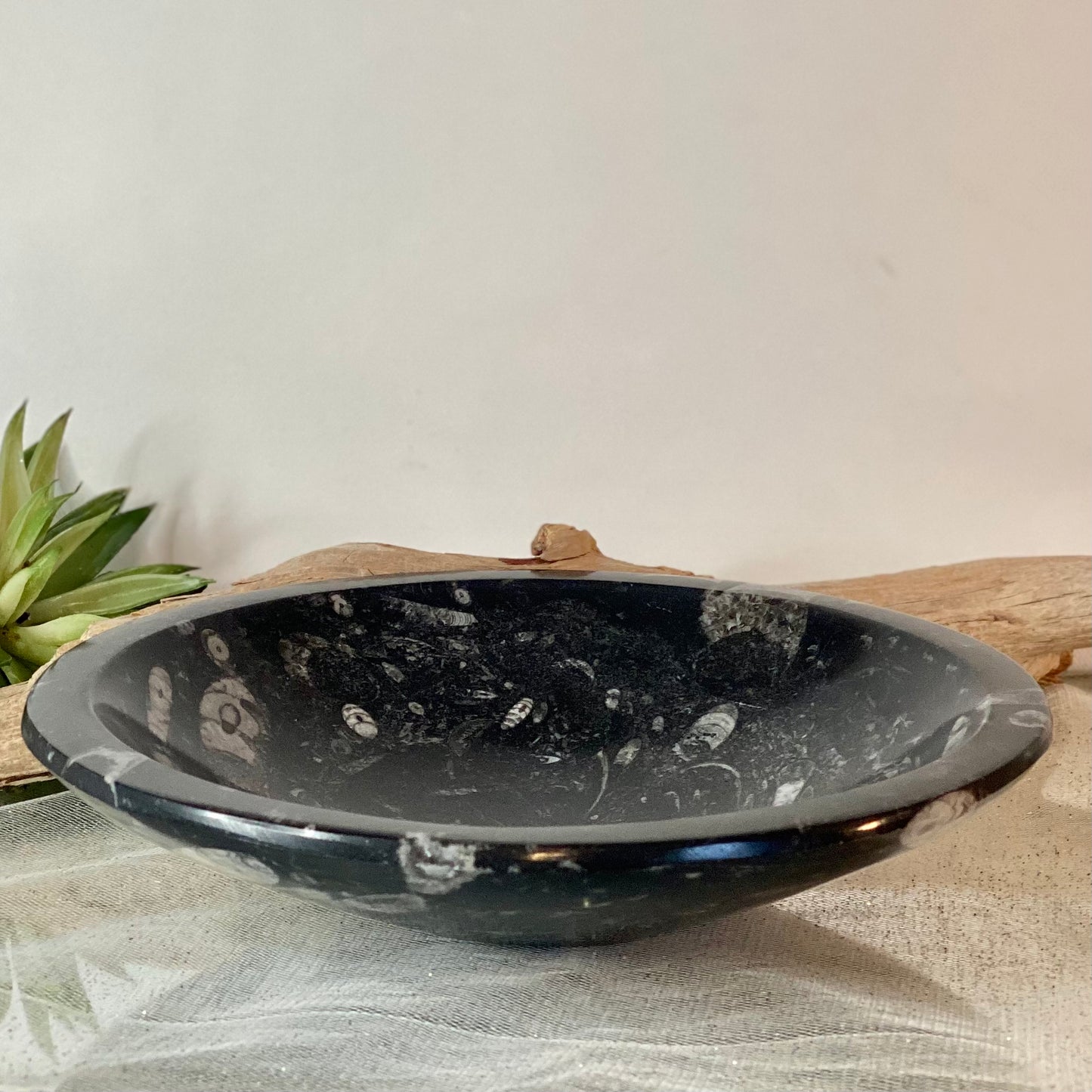 8" Fossil Bowl: Prehistoric Elegance for Home Decor or Your Alter