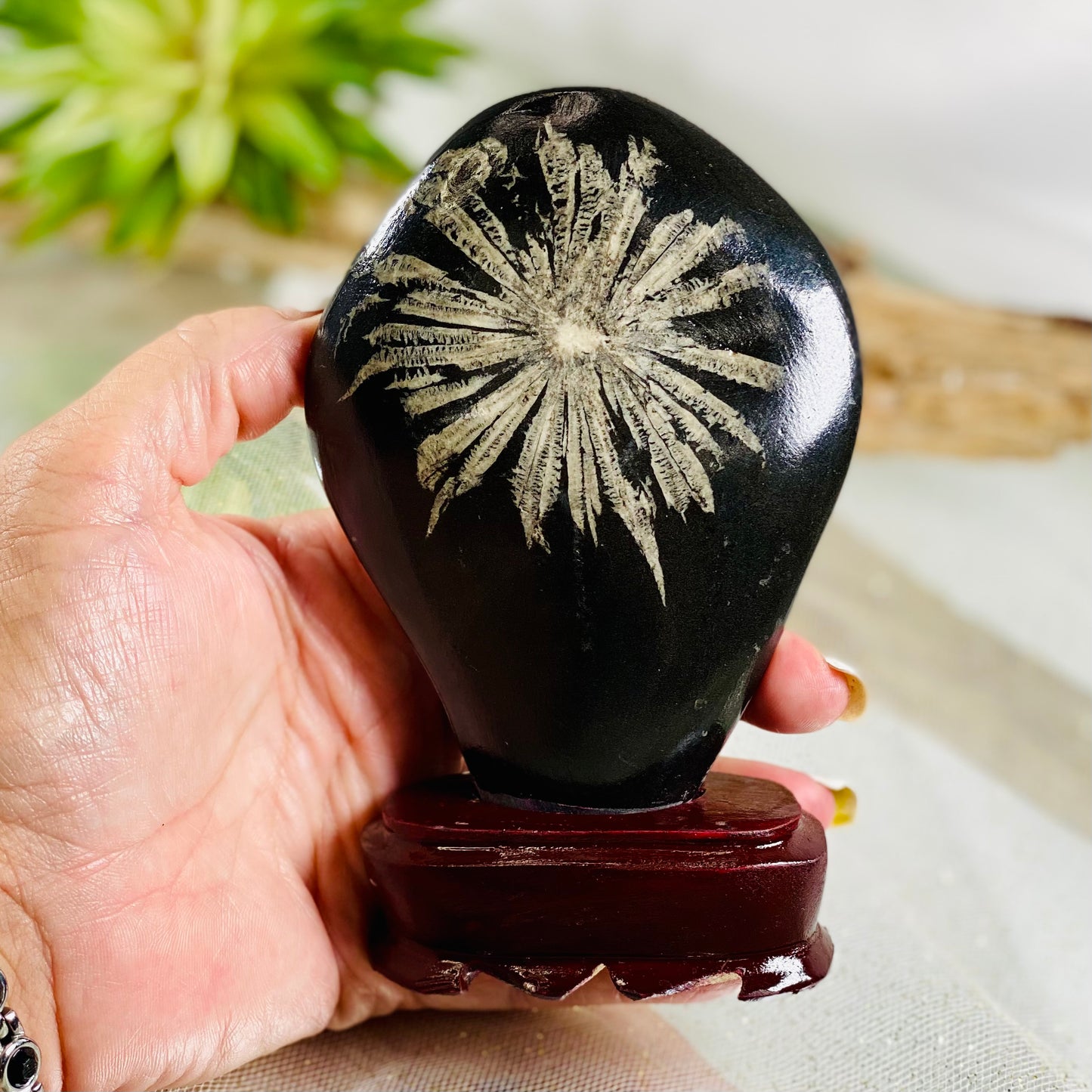 Chrysanthemum Stone on Wooden Stand for Grounding and Transformation