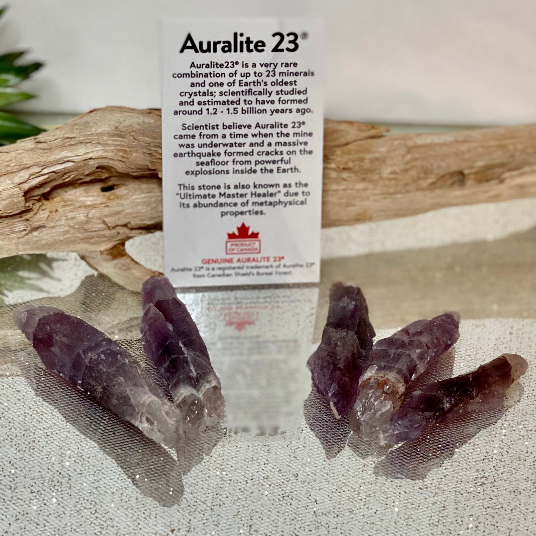 Royal Collection Auralite 23 Brown Tip Self Healed Multi Terminated Crystal Point! RARE High Energy Stone! Canada! online Metaphysical! Authentic!