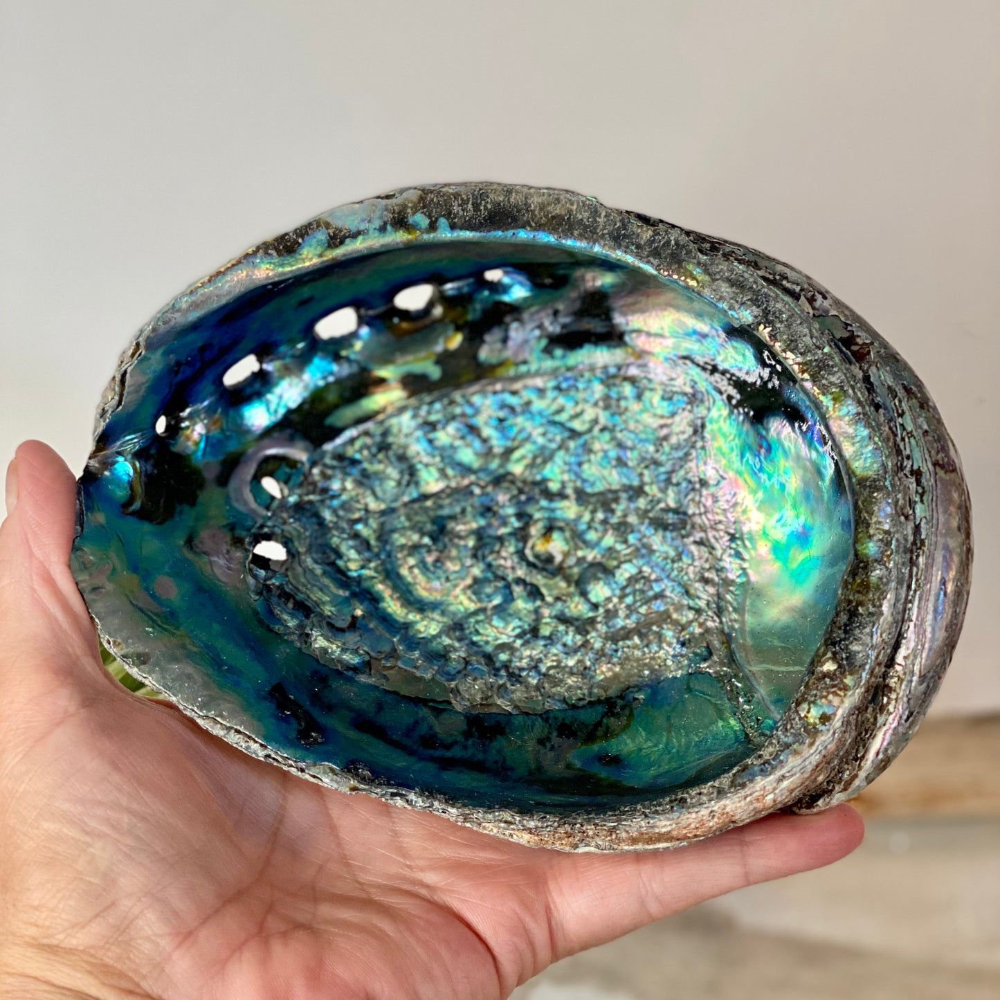 Abalone Shells -CBTS