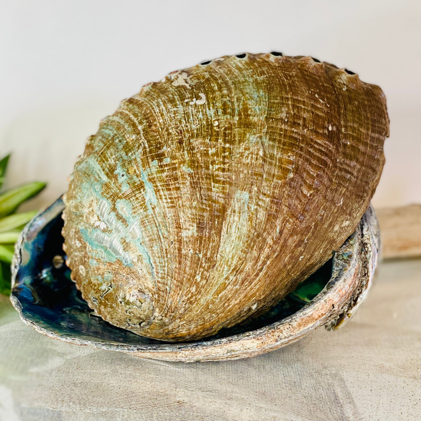 Abalone Shells -CBTS