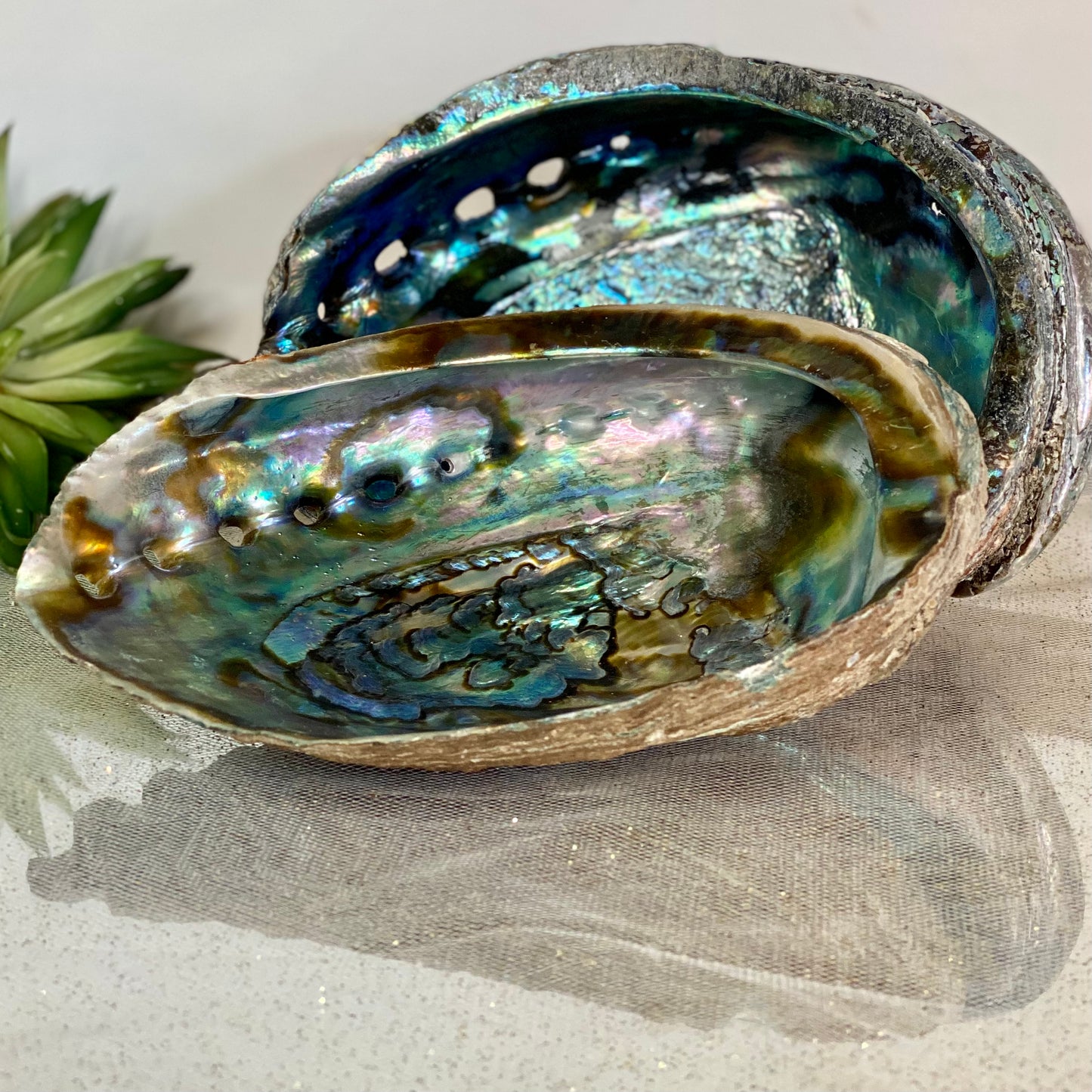 Abalone Shells -CBTS