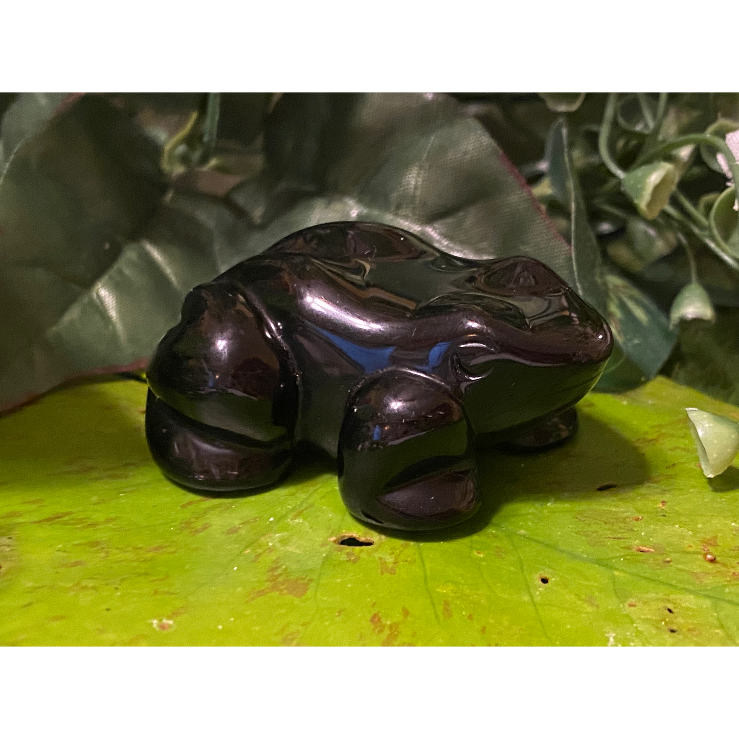 Invoke Frog energy to help with transformation, abundance & renewal!